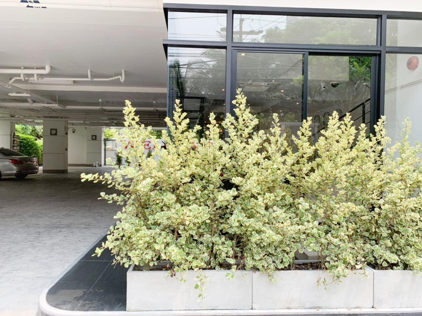 Pacific Residence 39 بانكوك المظهر الخارجي الصورة
